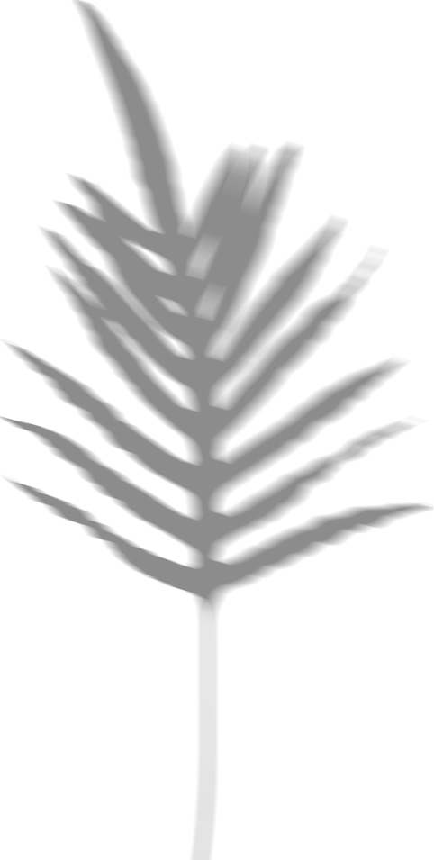Blurred Tropical Leaf Shadow